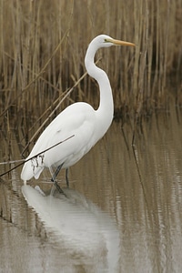 Great Egret-1 photo