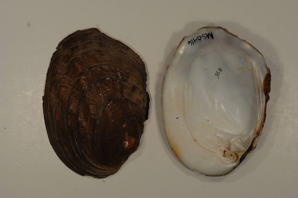 Amblema plicata-5