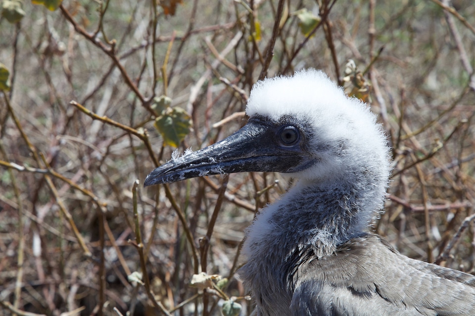 Juvenile Red-footed Booby on Laysan Island-7