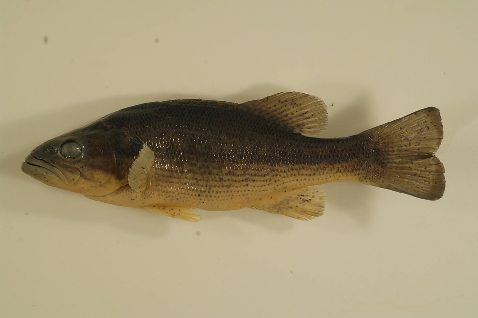 Micropterus punctulatus-1