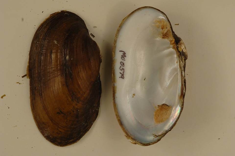 Lampsilis siliquoidea-1