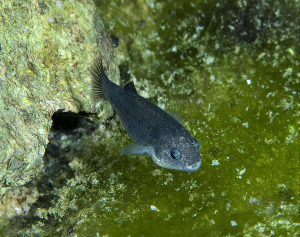 Devils Hole pupfish-2