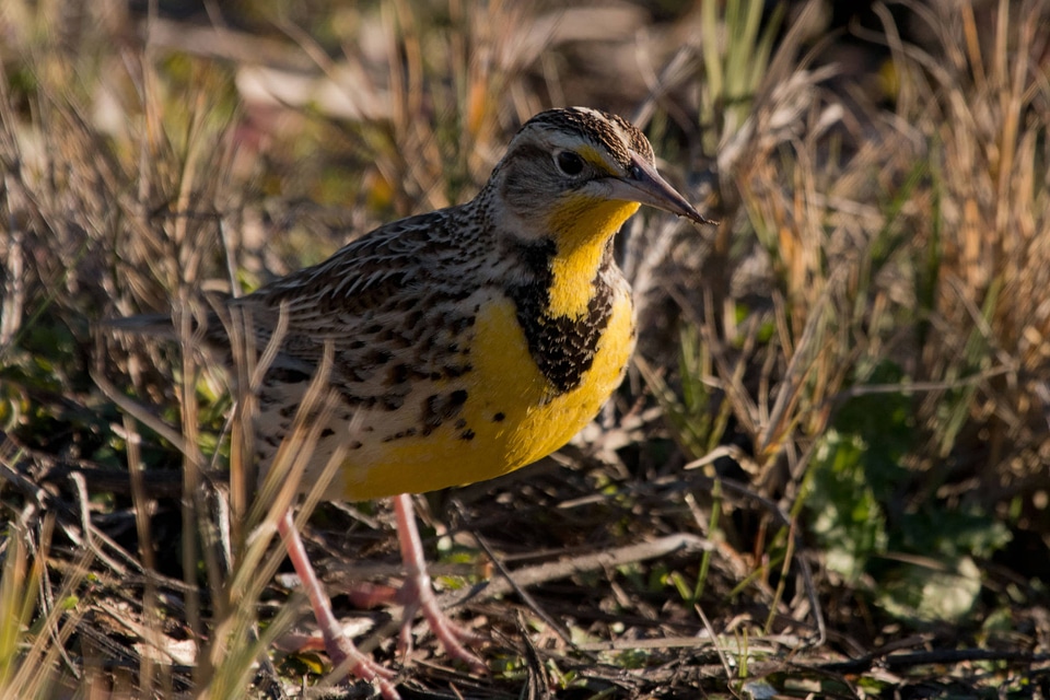 Western Meadowlark-1