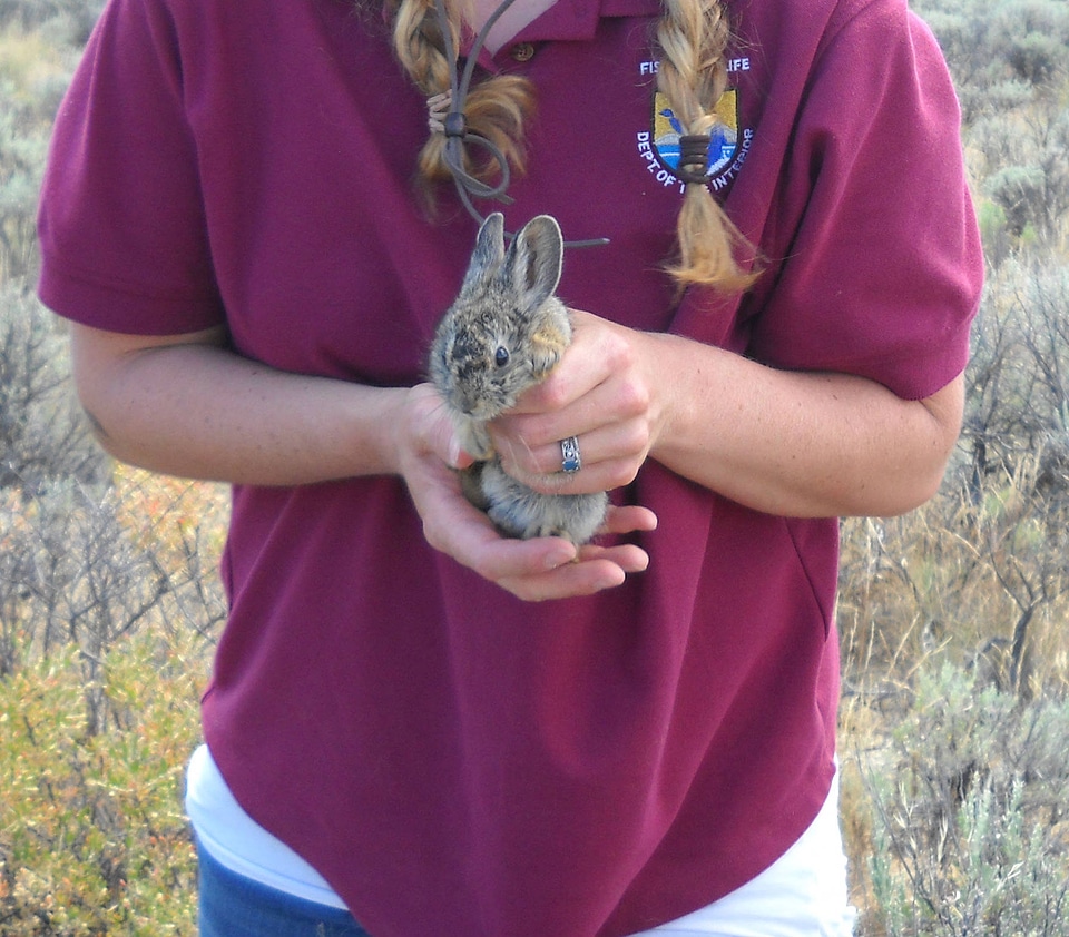 Employee holding a Pygmy rabbit 