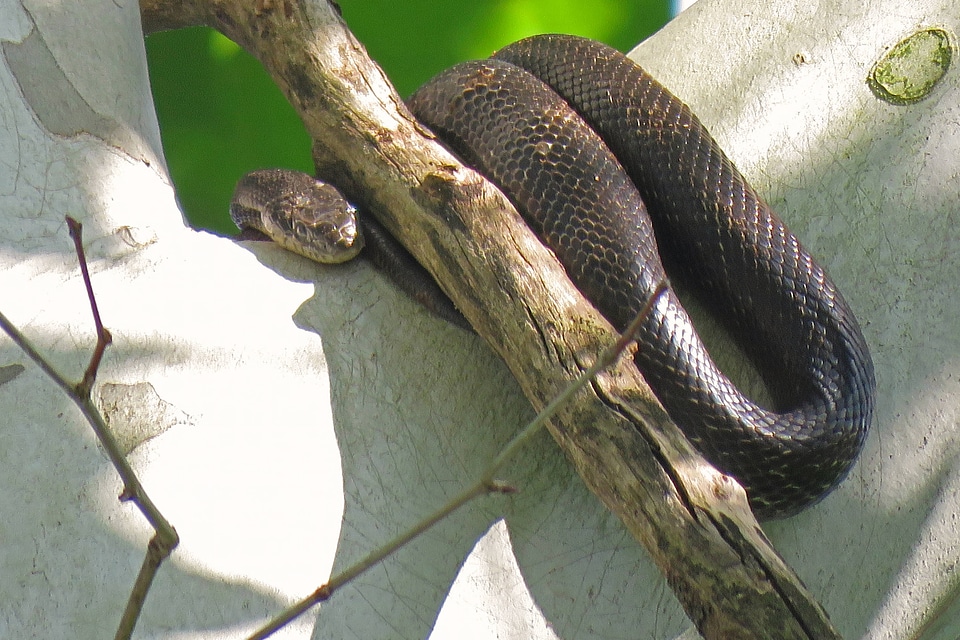 Black rat snake -2