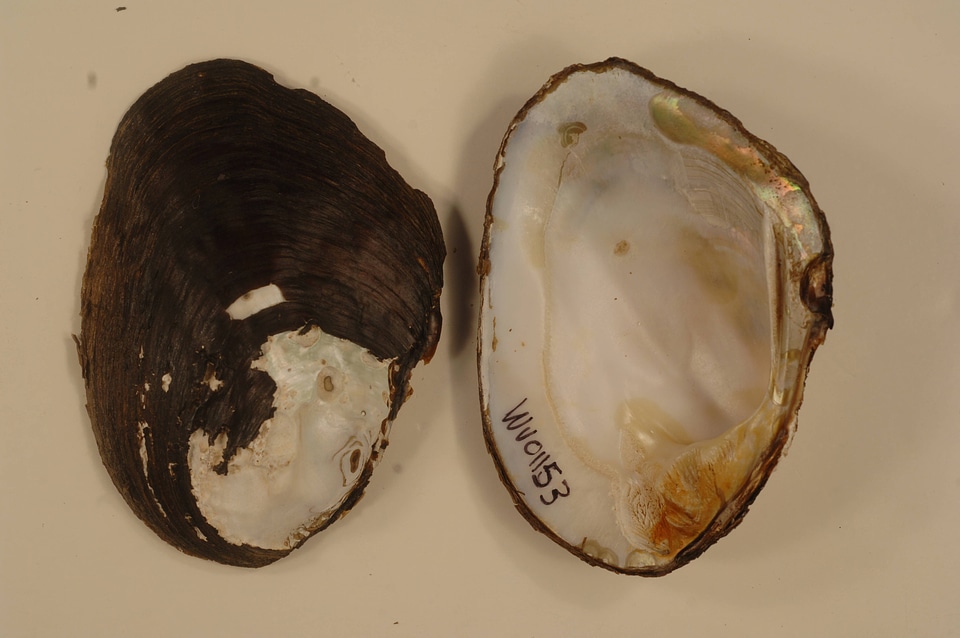Amblema plicata-1