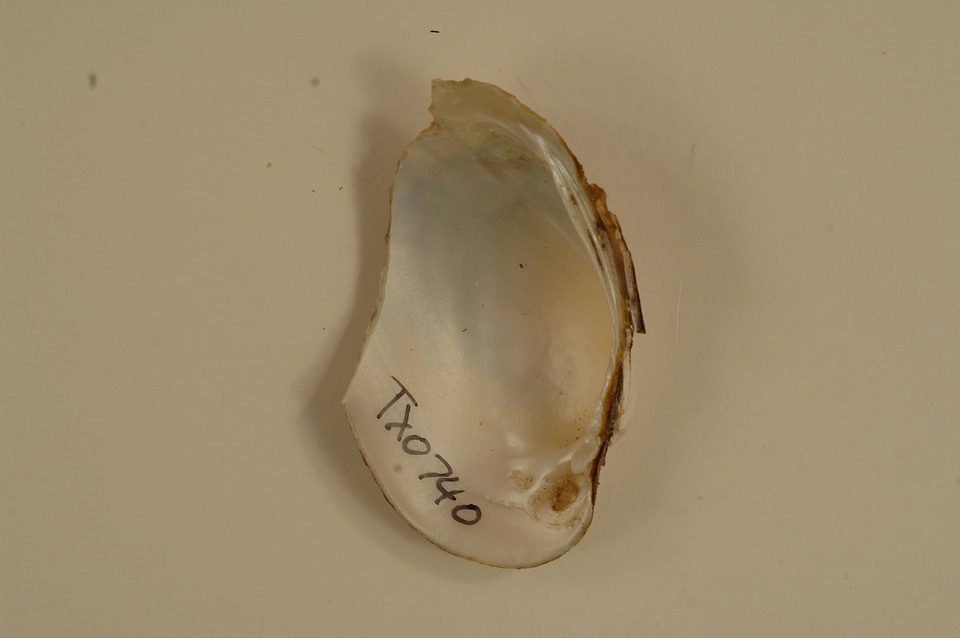 Lampsilis bracteata (inside)-2