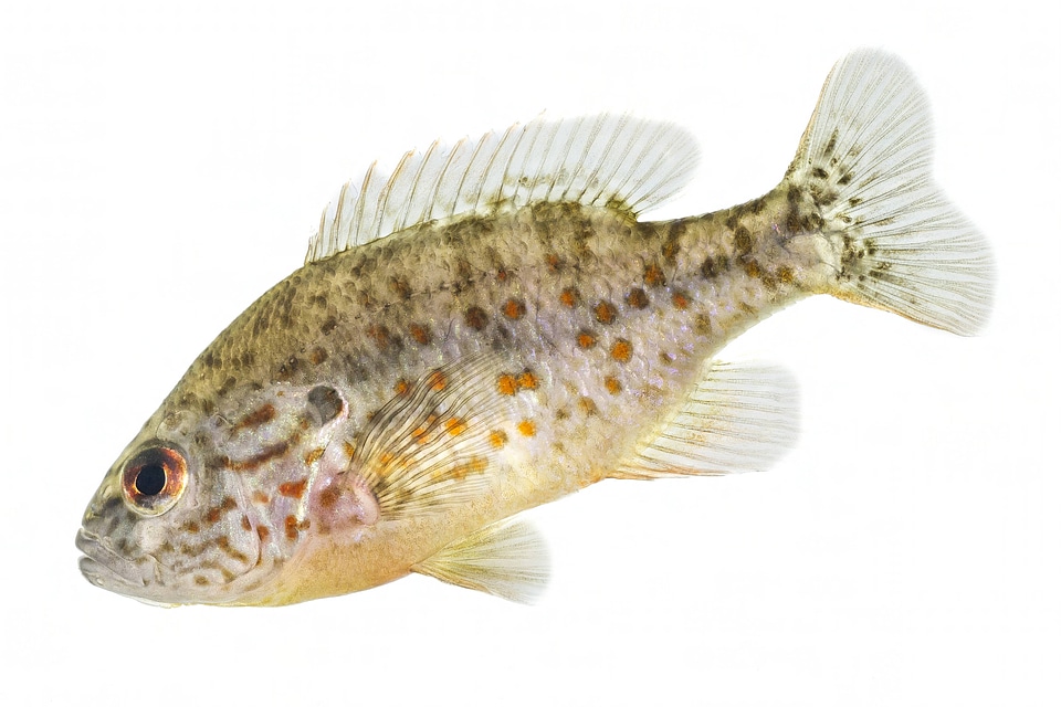 Orange spotted sunfish-1