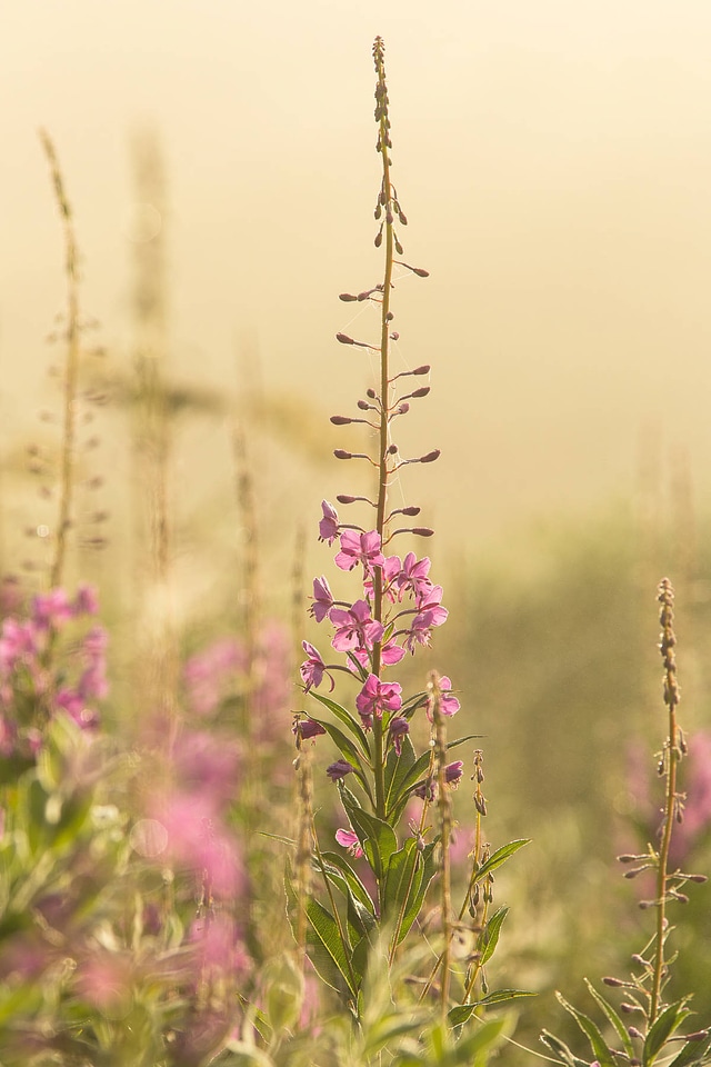 Bright pink blossoms of fireweed