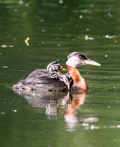 Red-necked Grebe with Young-1 photo