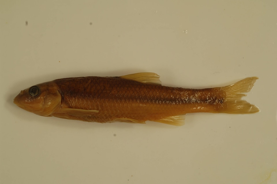 Nocomis platyrhynchus-2