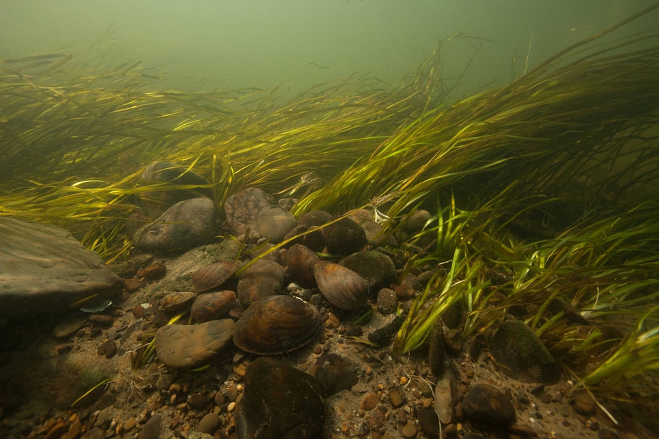 Freshwater mussels in river habitat-2