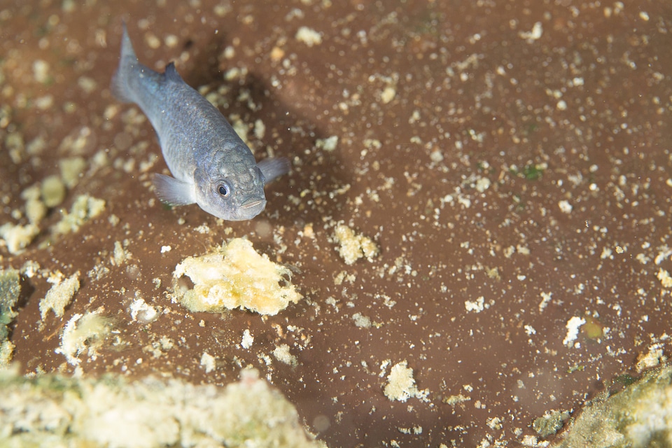 Captive Devils Hole pupfish-2