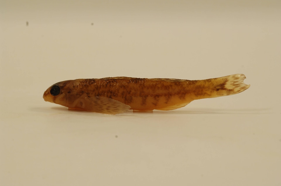 Etheostoma thalassinum