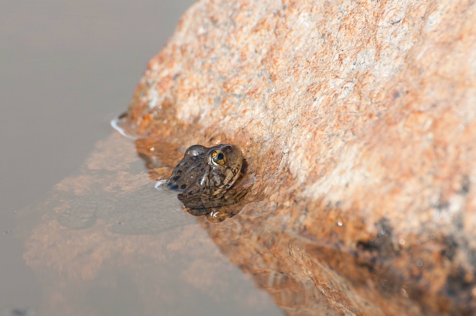 Mountain yellow-legged frog-1