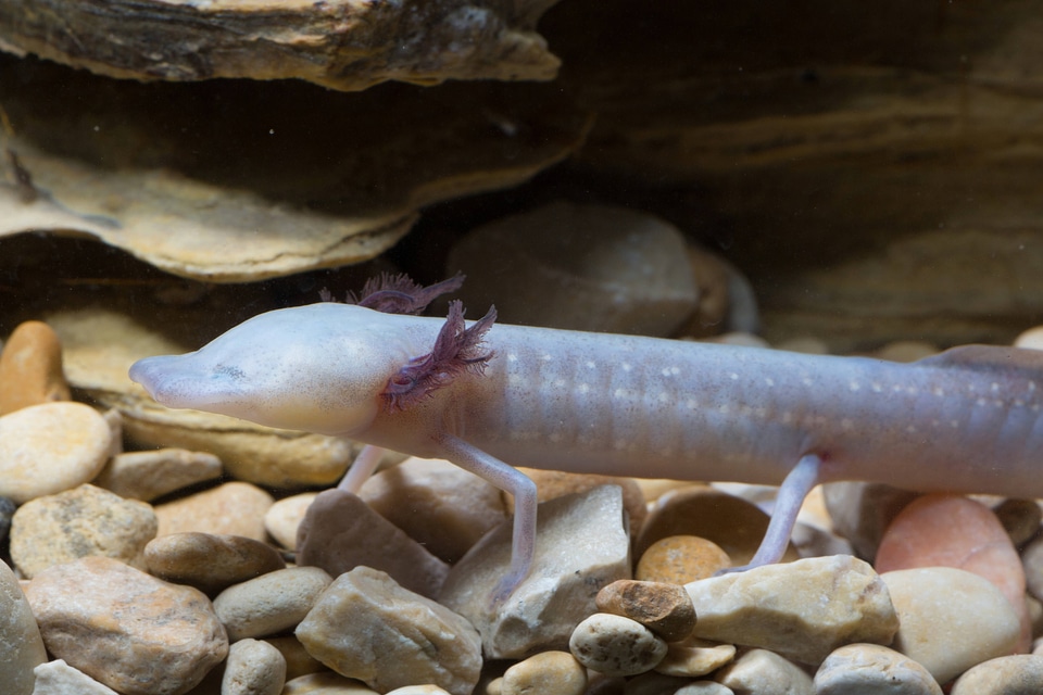 Texas Blind Salamander-3