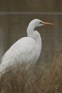 Great Egret-4 photo