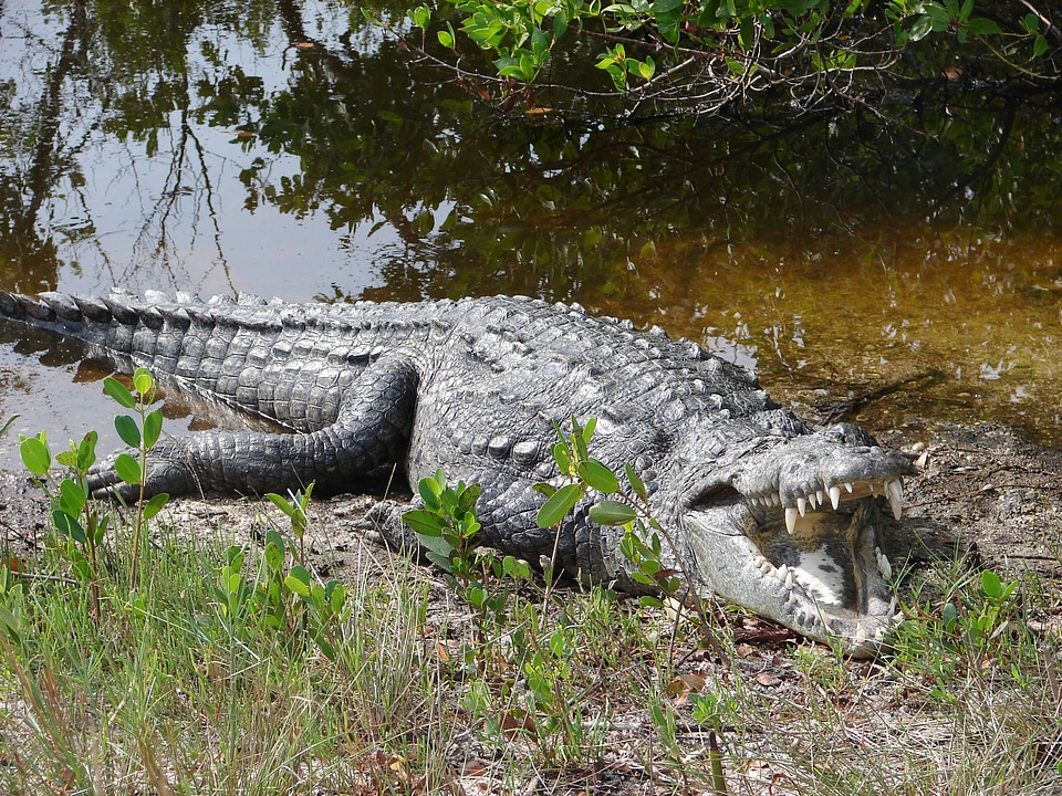 American Crocodile-6