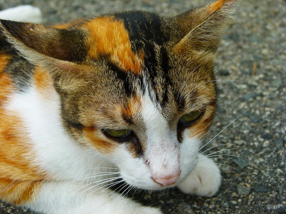 Kitten domestic mammal