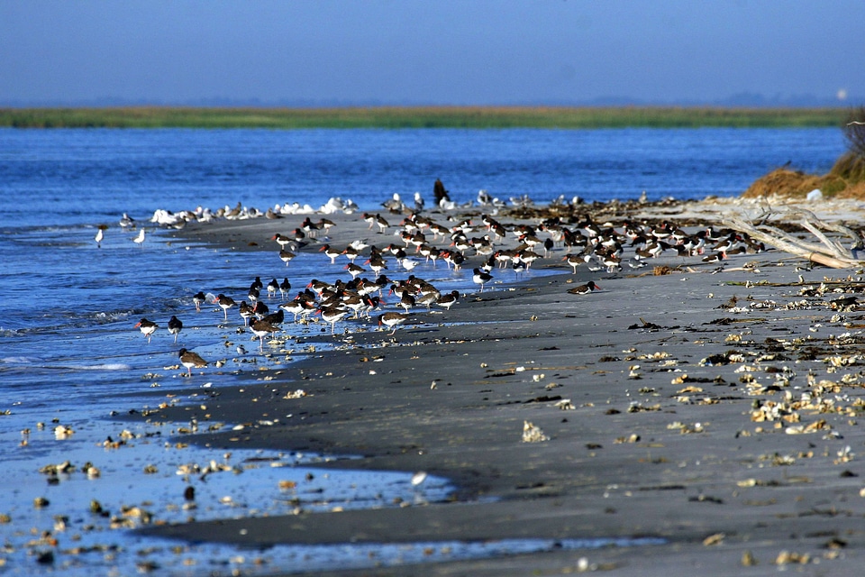 American oystercatchers at Wolf Island National Wildlife Refuge