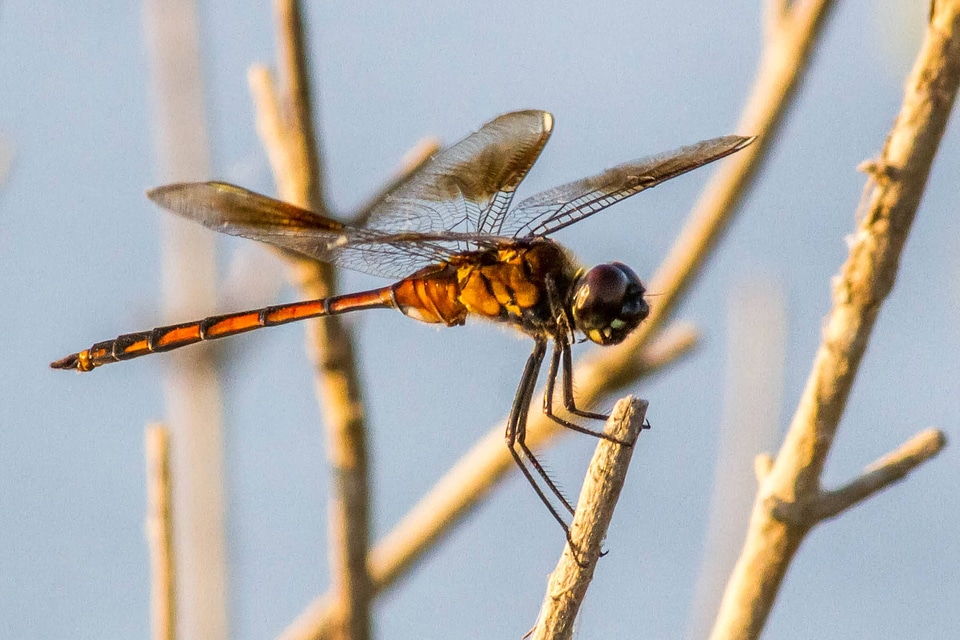 Four-spotted Skimmer 