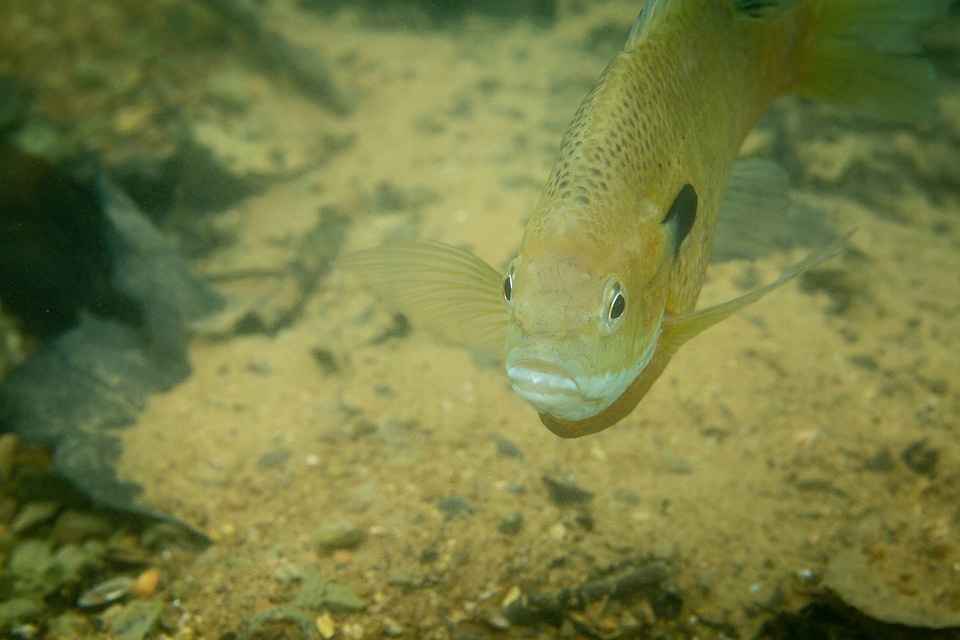 Bluegill on nest-1