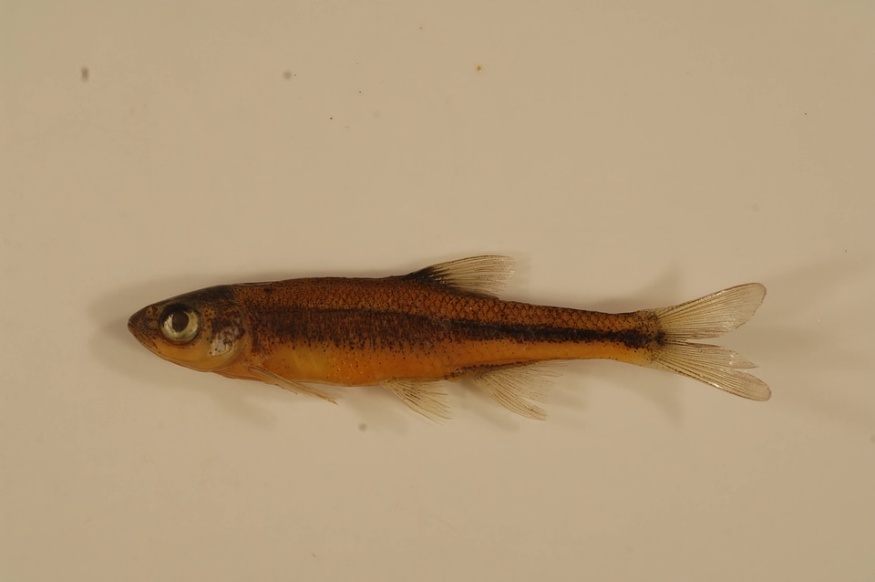 Lythrurus umbratilis cyanocephalus