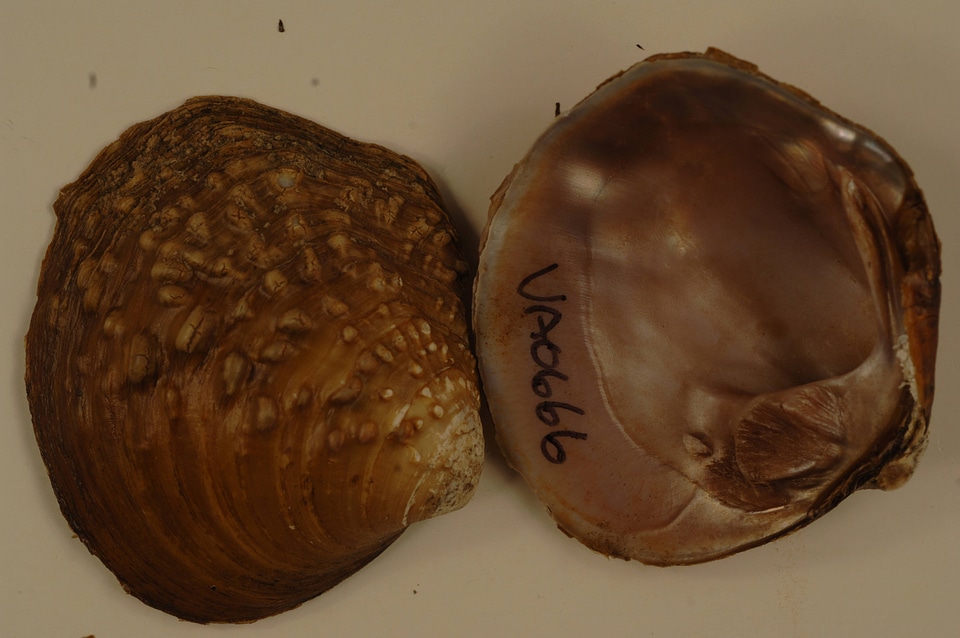 Cyclonaias tuberculata-2
