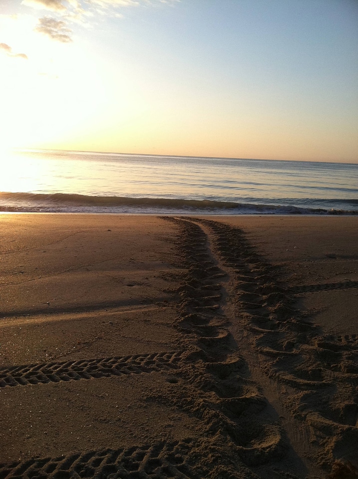 Loggerhead Sea Turtle tracks
