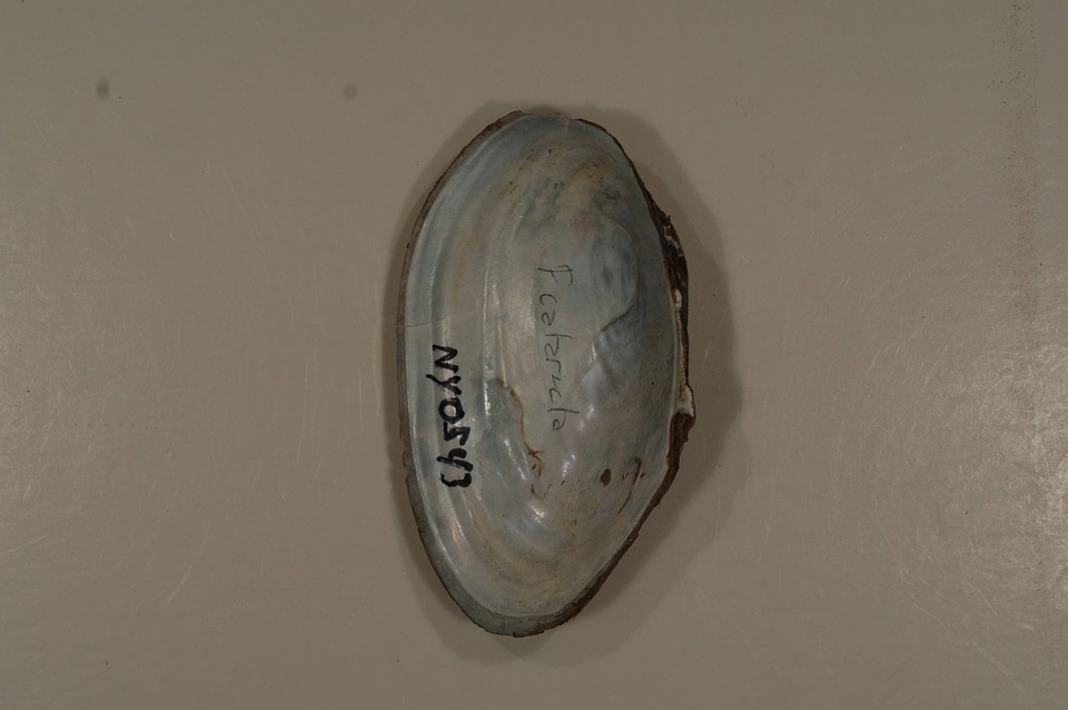 Pyganodon cataracta (inside)-2