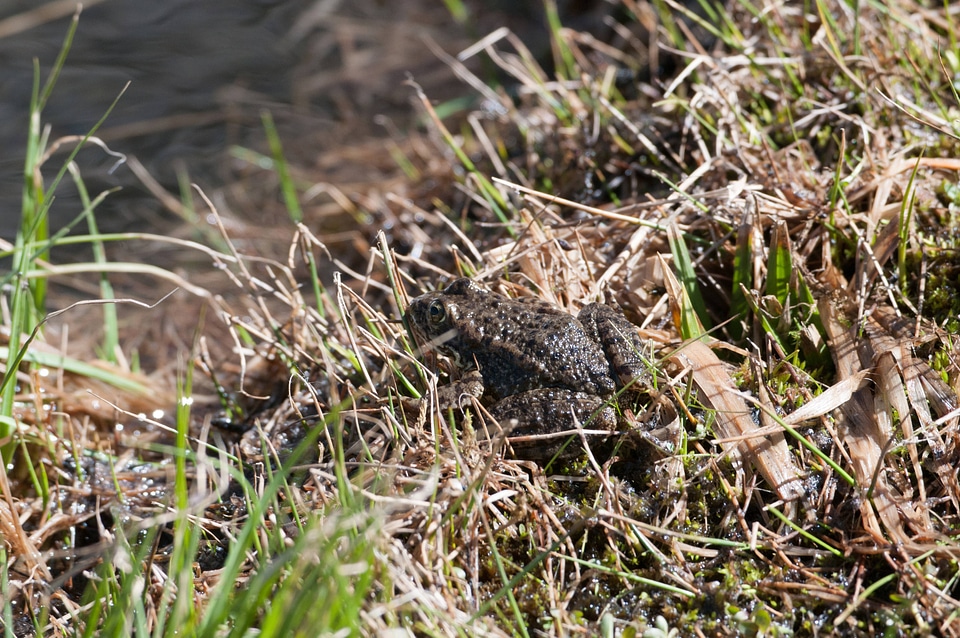 Mountain yellow-legged frog-1