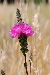 Kenwood Marsh checkermallow