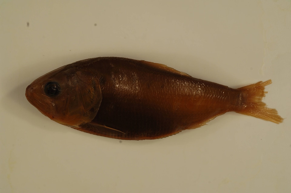 Alosa sapidissima-2