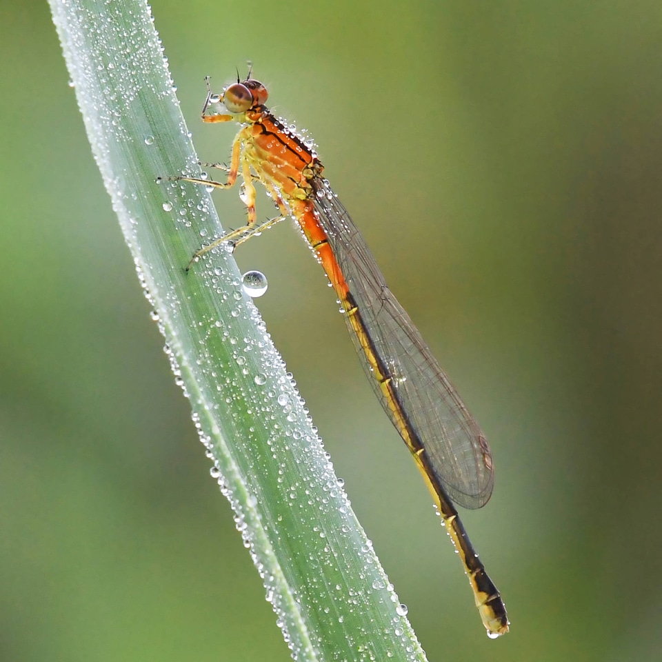 Eastern forktail damselfly 