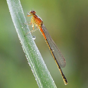 Eastern forktail damselfly photo