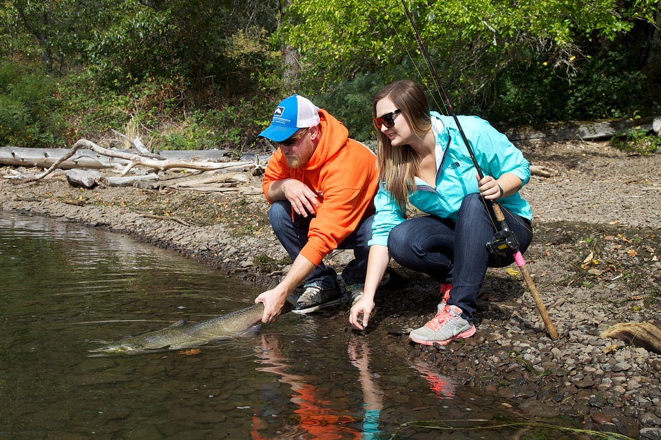 Anglers release a salmon