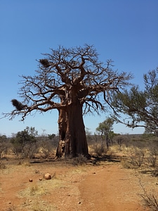 Baobab tree african bush
