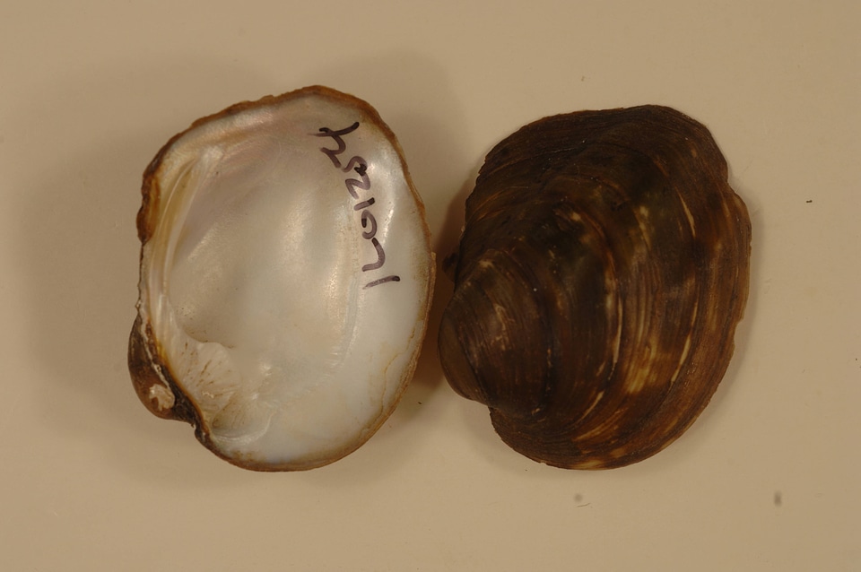 Amblema plicata-1
