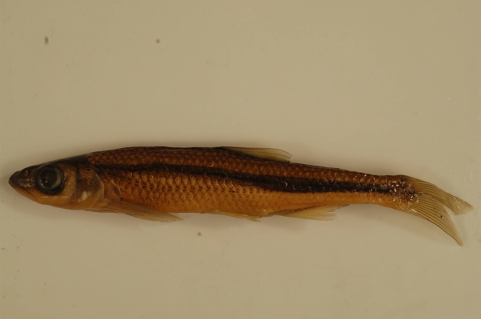 Notropis photogenis-1