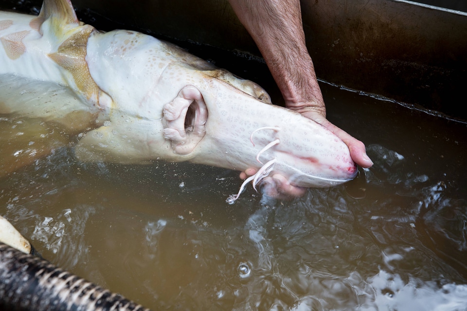 Fisheries biologist displays Gulf sturgeon underside-1