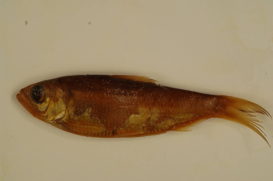 Alosa pseudoharengus-3
