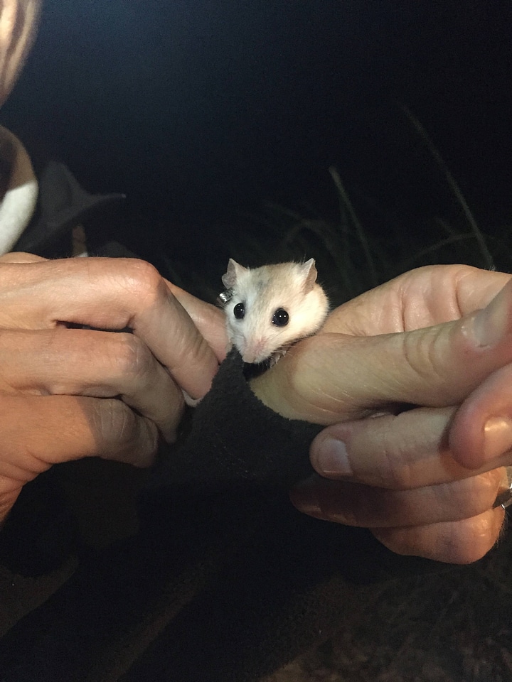 Perdido Key beach mouse-1