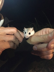 Perdido Key beach mouse-1