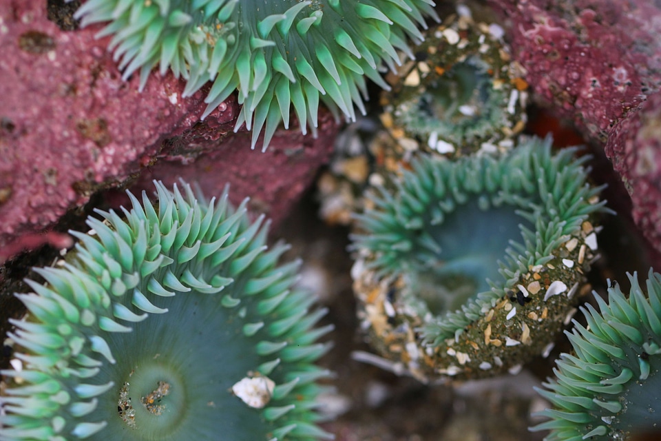 Green anemones 