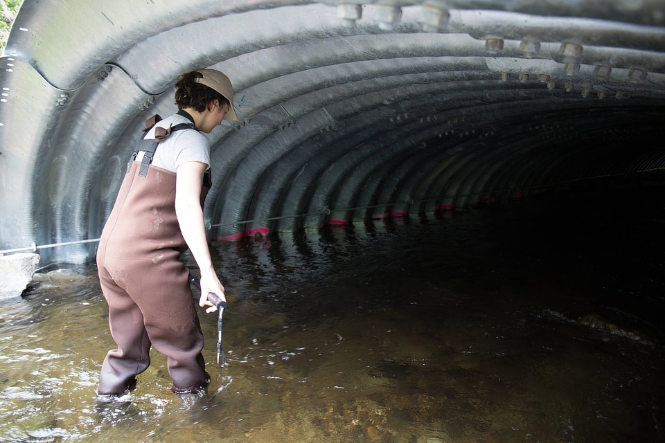 Biologist inspects fish friendly culvert