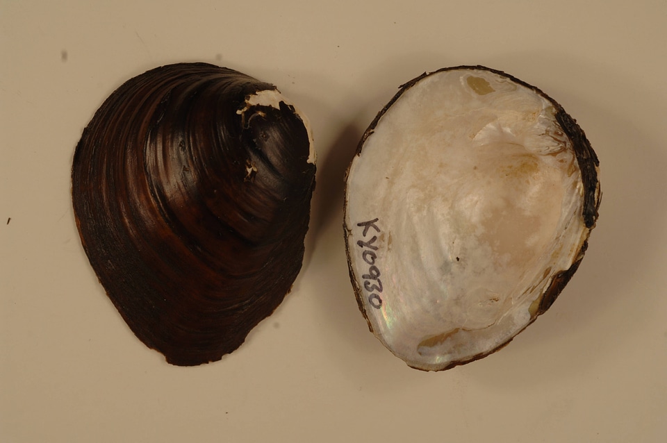 Pleurobema sintoxia-1