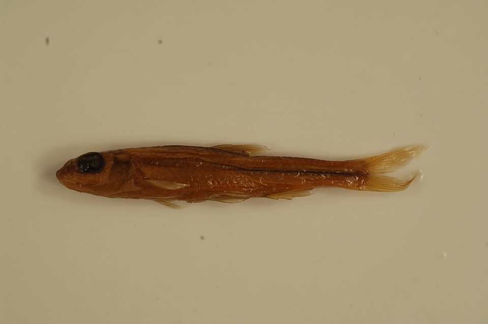 Hybopsis amblops-4