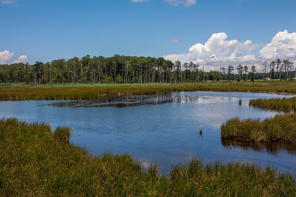 View of wetland from boardwalk-3