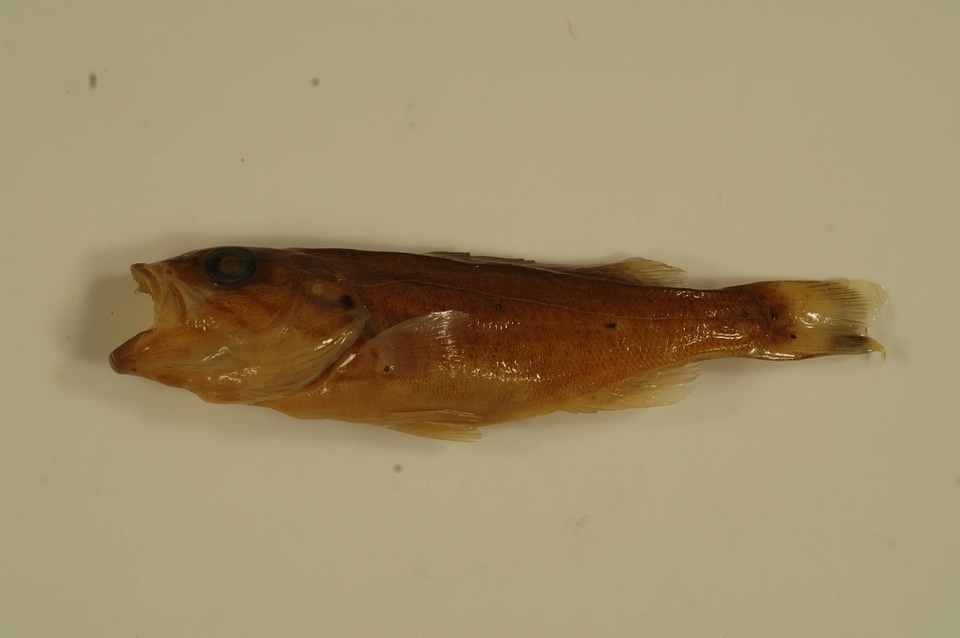 Micropterus dolomieu-5