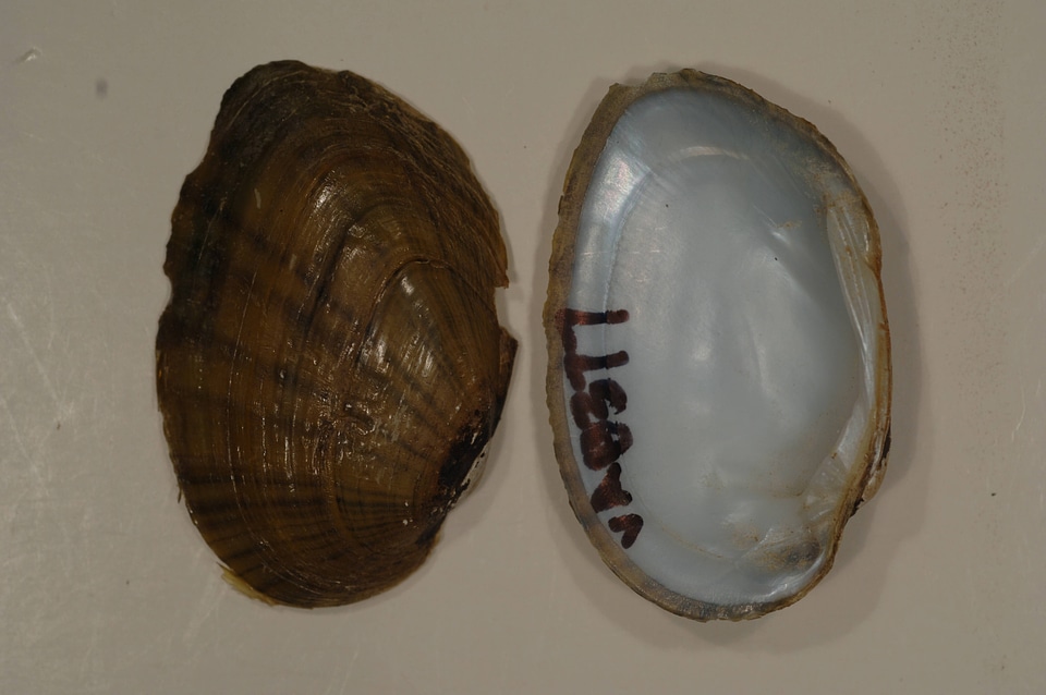 Ortmanniana ligamentina-8